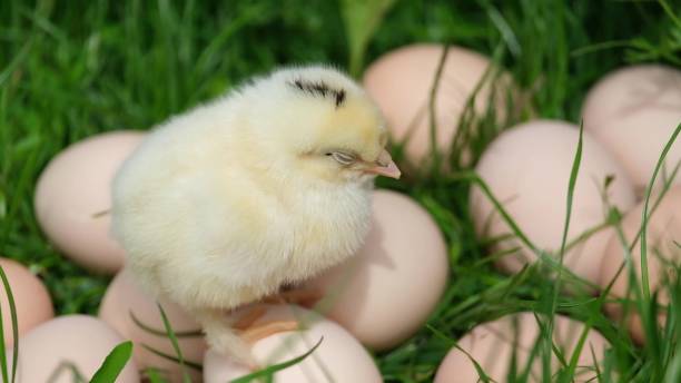 Brown Eggs