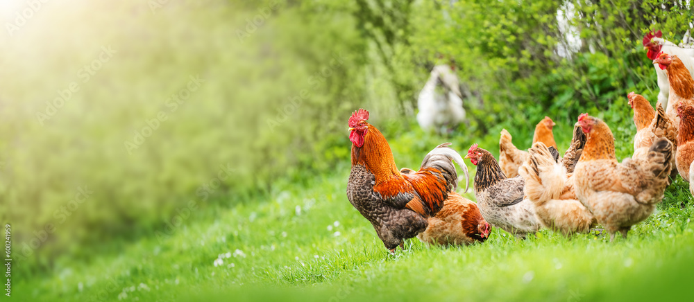 Our Poultry Farm